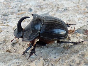 A super male Rhino Beetle - Copris sp. © John Muddeman